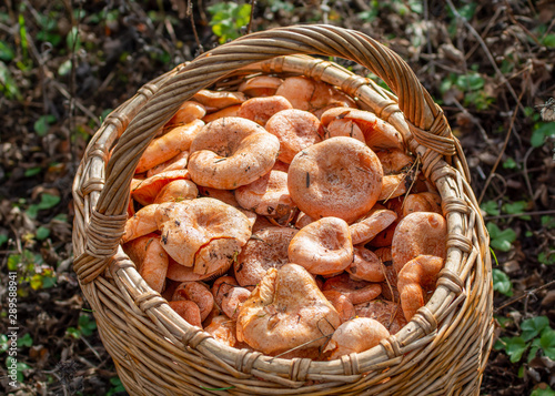 A full basket of forest mushrooms. Saffron milk cap