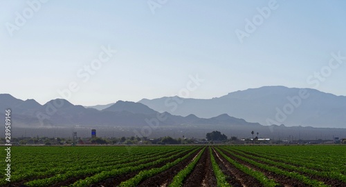 Farmland near Marana, Pima County, Arizona photo