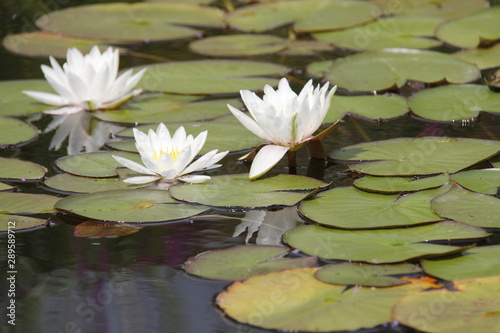 White tender flowers on the water © Irina Solonina