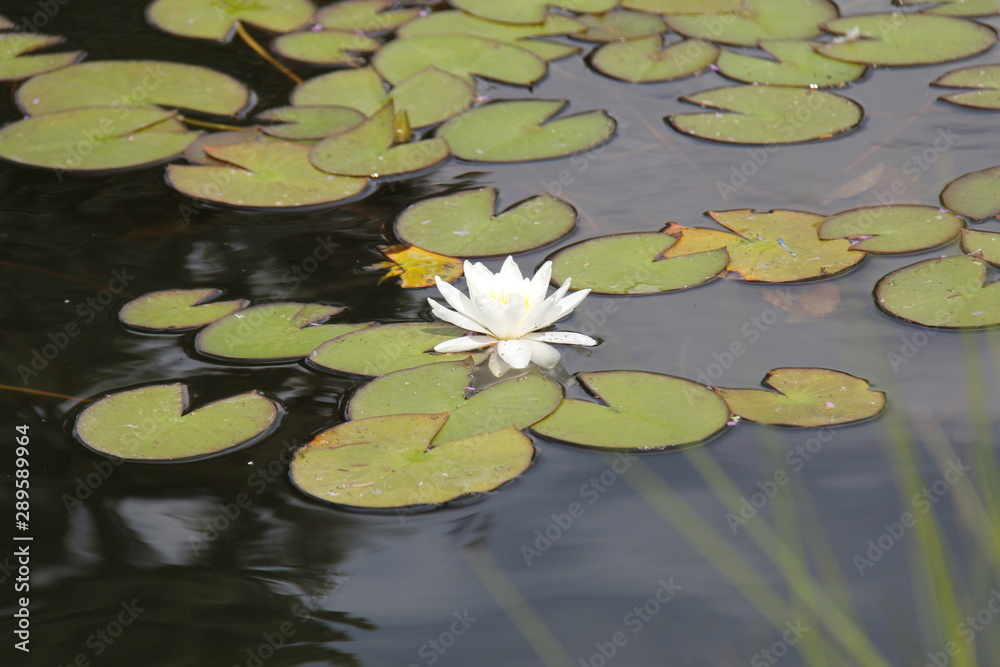 White tender flowers on the water White tender flowers on the water