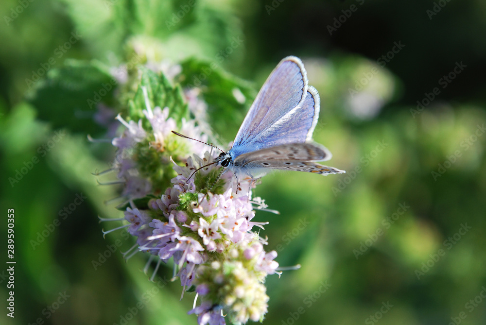 Fototapeta premium small blue butterfly on a mint inflorescence