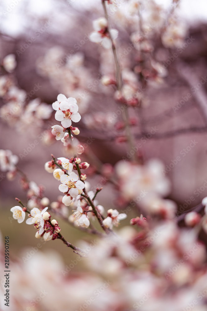 梅の花 梅の花