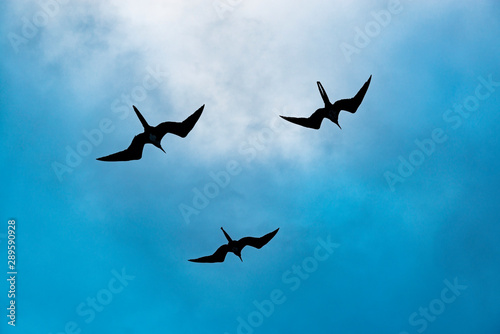 Three silhouettes of magnificent frigate birds (frigata magnificens) flying around a boat at sunset with a lovely blue and clouds background, Galapagos Islands, Ecuador.