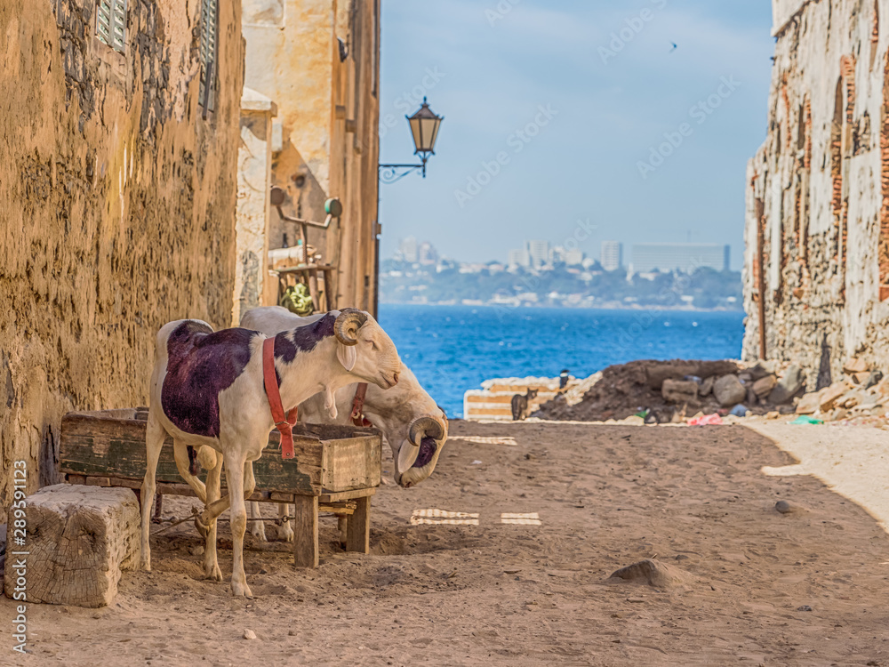 Naklejka premium Senegal, island of Goree