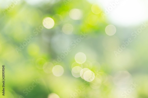 Green background, blurred bokeh and sunlight 