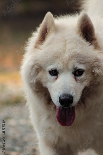 perro  animal  blanco  mascota  samoyedo  canino  canis lupus  cachorro  retrato  cuca  mam  fero  husky  pelaje  domestica  pedigr    joven  engendrar  lengua  hermoso  naturaleza  purasangre  aislada 