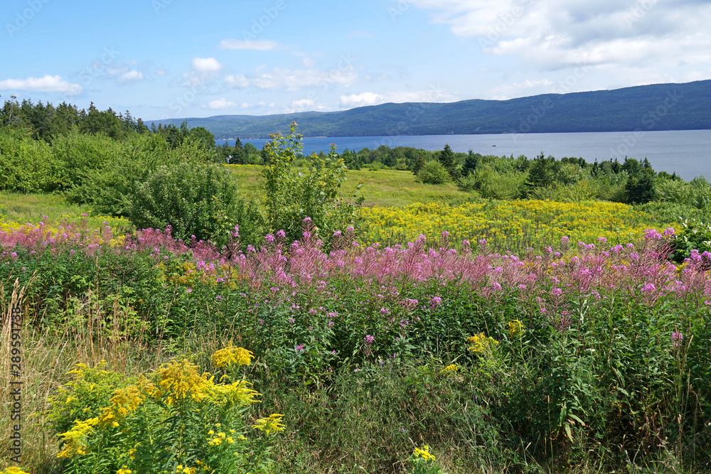 Wild flowers on the Cabot Trail, Nova Scotia, beside Bras d'Or Lake