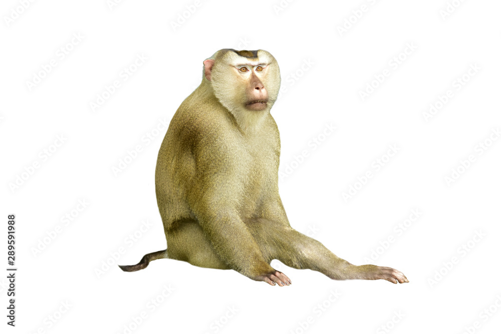 Young cute monkey on white background . Stock Photo | Adobe Stock