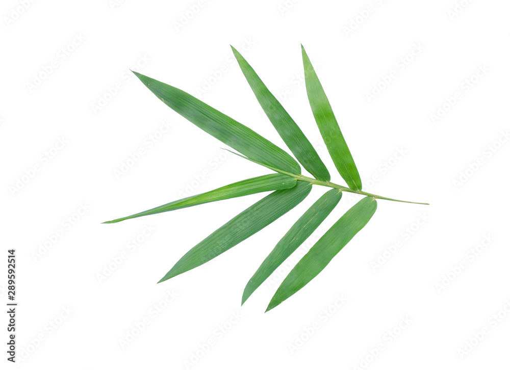 Fototapeta premium Bamboo leaves isolated from the white background (2)