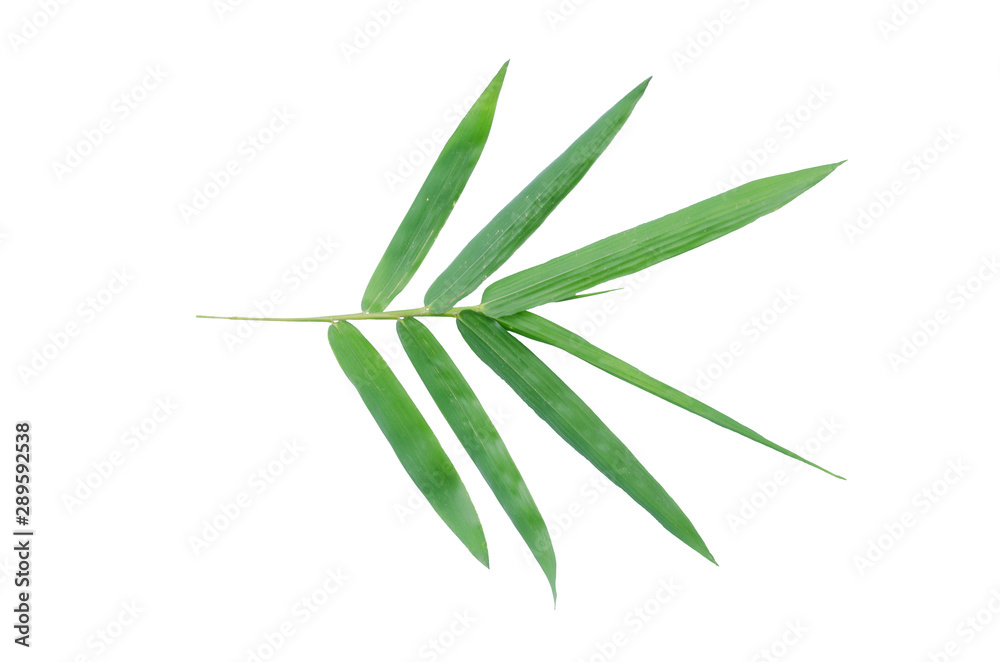 Obraz premium Bamboo leaves isolated from the white background (2)