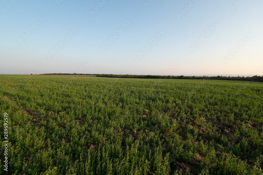 large field full with Green crops large field full with Green crops