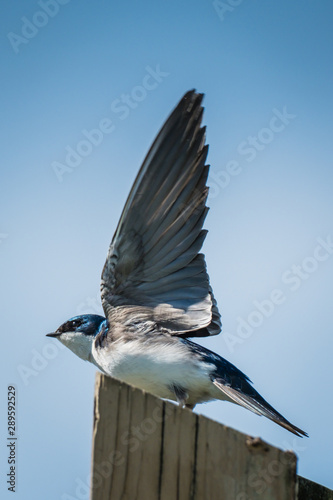 Tree Swallow Shows Off Wing