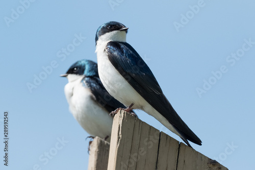 Pair of Tree Swallows
