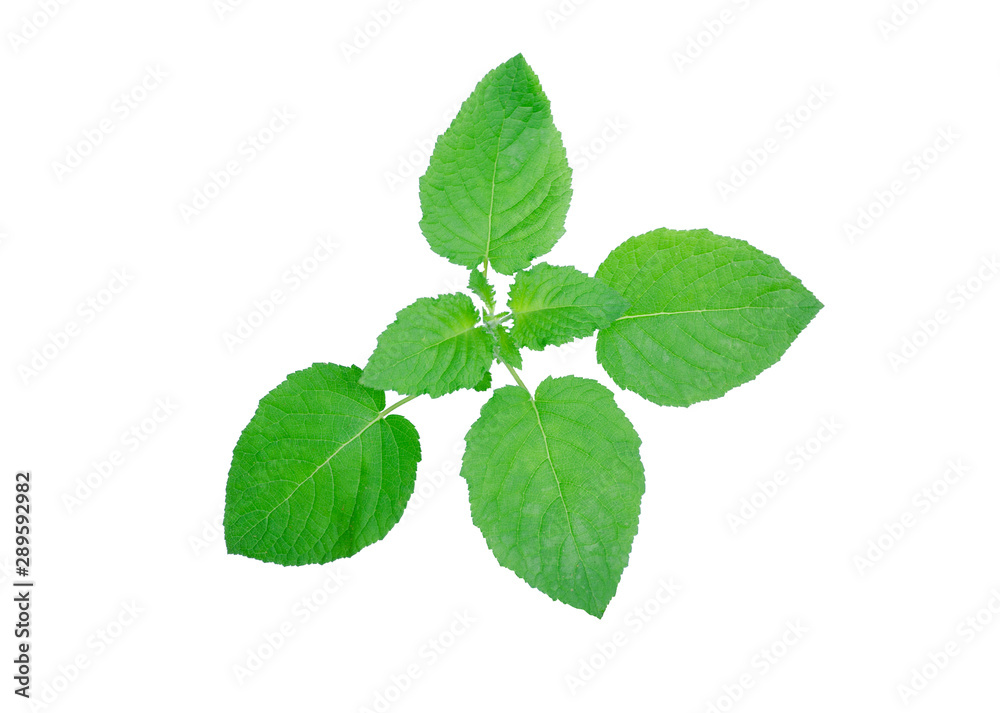 Green leaves isolated from white background Green leaves isolated from white background