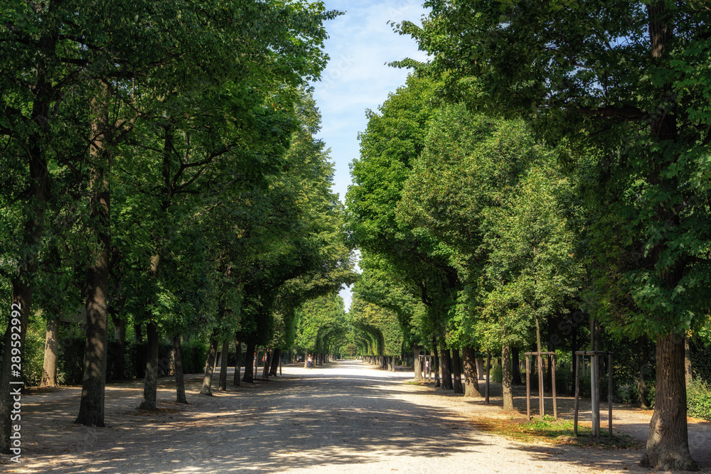 schonbrunn palace park trees
