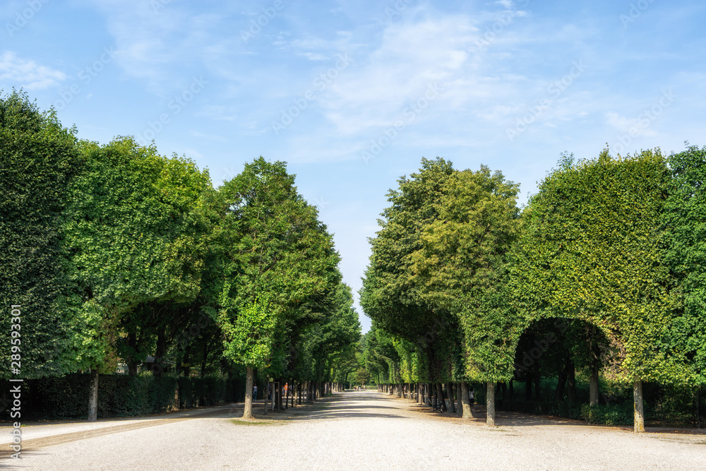 schonbrunn palace park trees