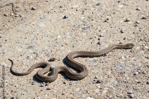 Billede på lærred Garter Snake