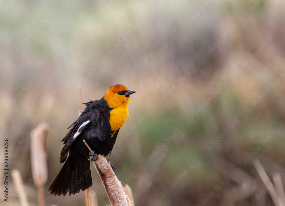 Obraz premium Yellow Headed Blackbird