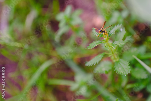 Common wasp, Dolichovespula, perched on a branch of nettle.