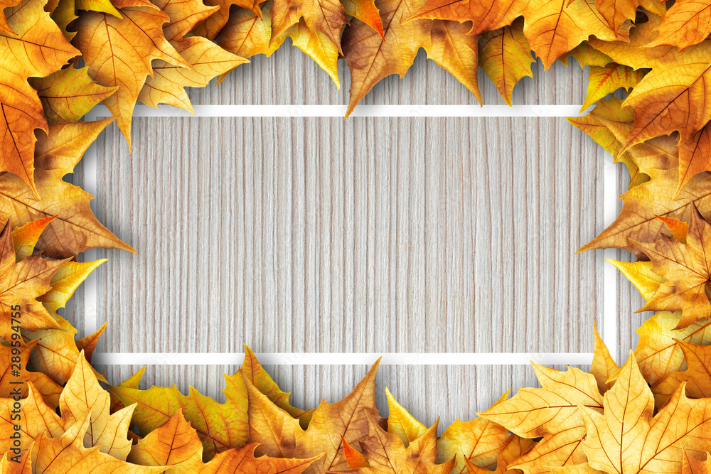 Colorful autumn dry leaves border frame on white painted rustic barn wood  blanks background. Empty space for copy, text, lettering. Horizontal  postcard template Stock Photo | Adobe Stock