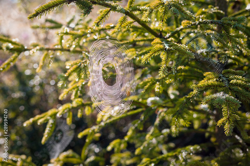 Multiple spider webs on pine tree. Arthropods, entomology