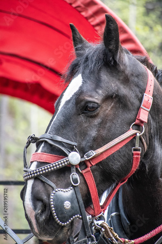 Draft horse with bridle