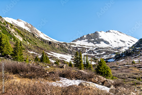 Snow mountains view and pine trees meadow at Linkins Lake trail on Independence Pass in rocky mountains near Aspen, Colorado in early summer of 2019 photo