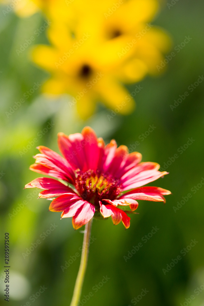 Obraz premium colorful single wildflower close up