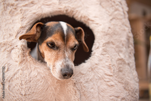 Cute little dog lies comfortably in a cat cave - Jack Russell 10 years old - hair style smooth