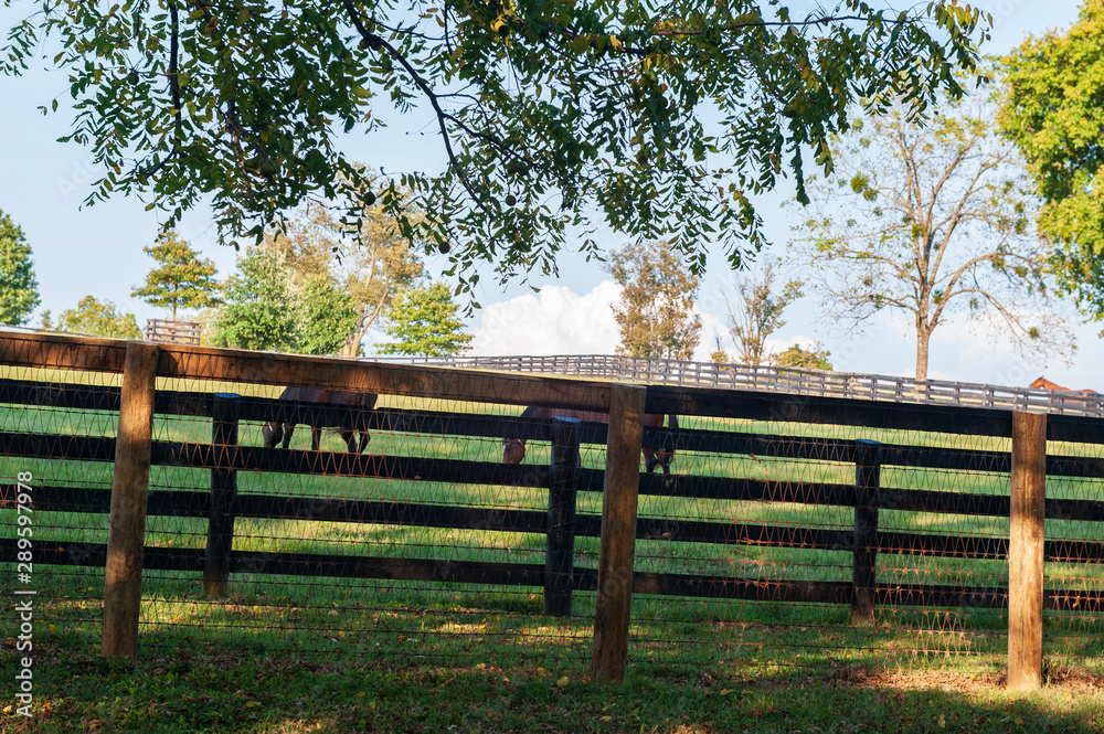 Thoroughbreds 