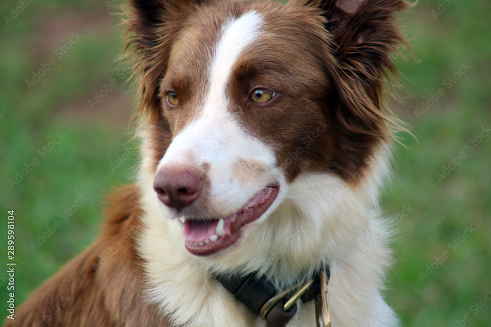Border collie young