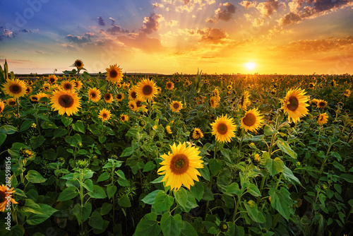 Beautiful sunset over sunflower field photo