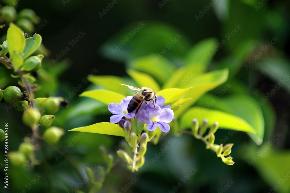 Fototapeta premium The bee collecting nectar for your family