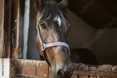 Fototapet Headshot portrait of a horse in a barn