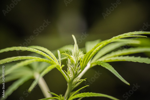 Young cannabis sativa bud with copy space
