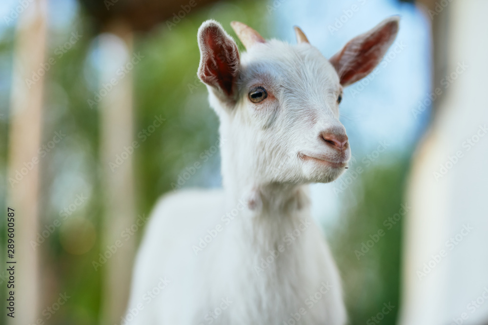portrait of a goat portrait of a goat