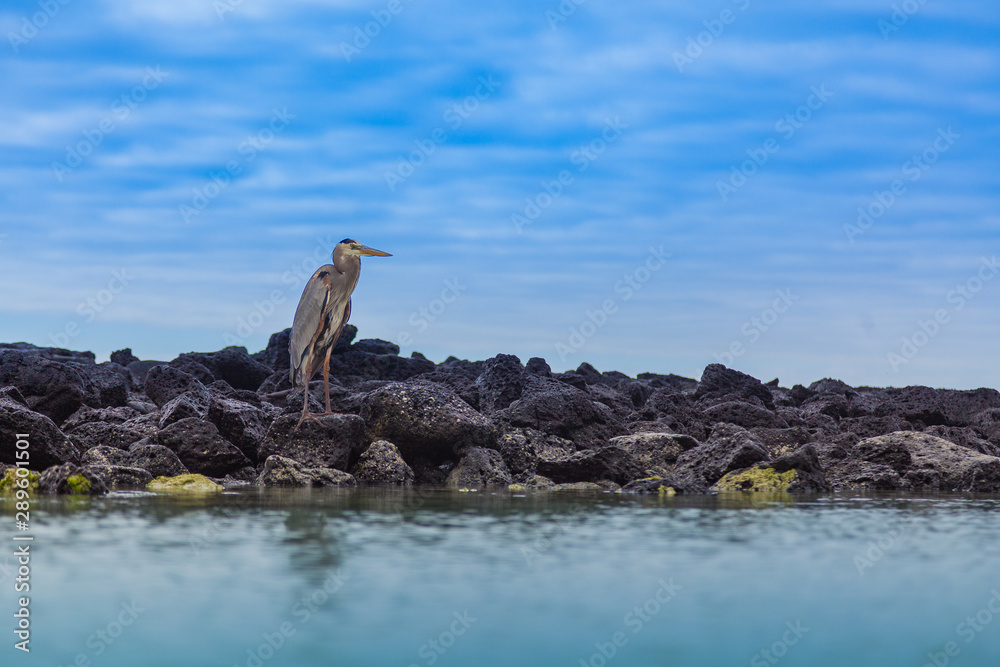 bird overroaches with reflection in the water bird overroaches with reflection in the water