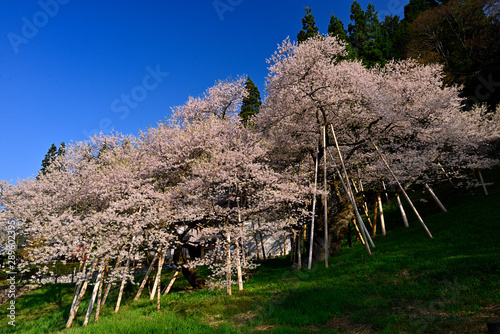 満開の臥龍桜、満開に咲くエドヒガン