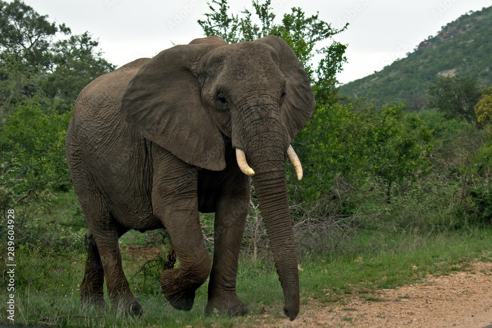 Obraz premium Elephant in Kruger