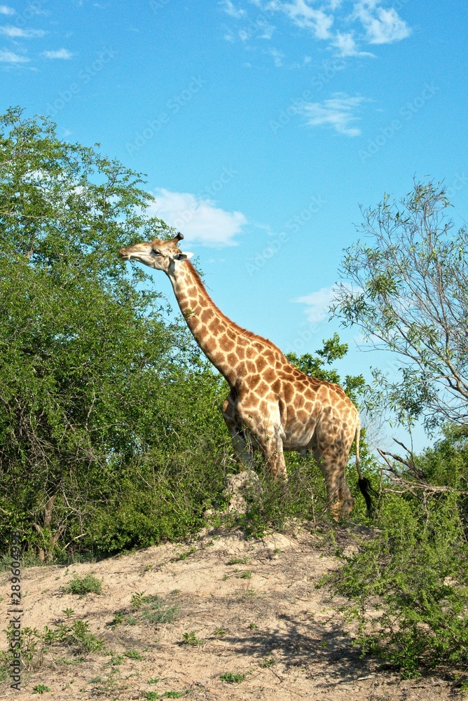 Obraz premium Giraffe in Kruger