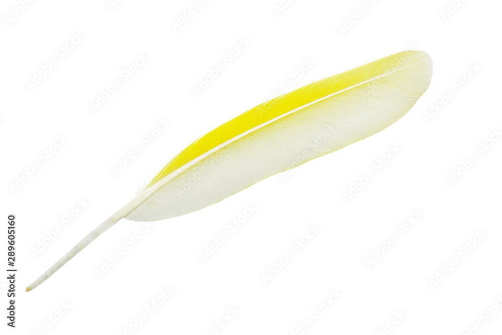 Beautiful parrot lovebird feather isolated on white background Beautiful parrot lovebird feather isolated on white background