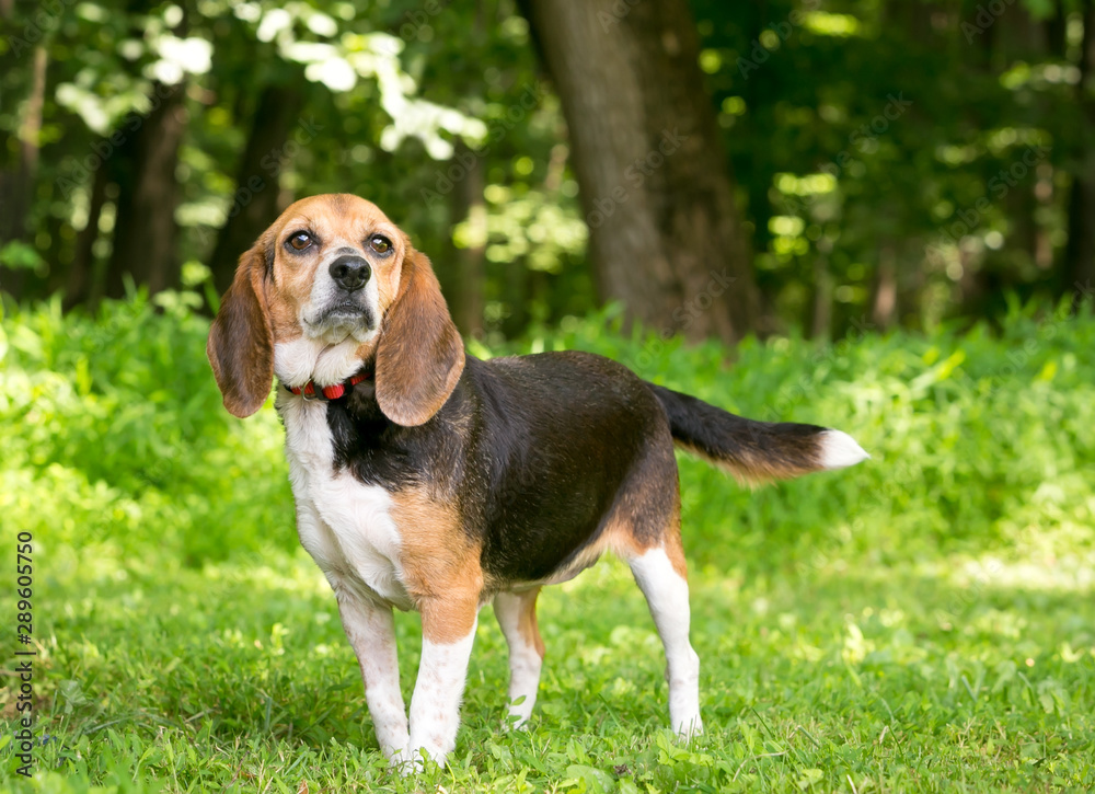 A tricolor Beagle mixed breed dog with droopy ears standing outdoors