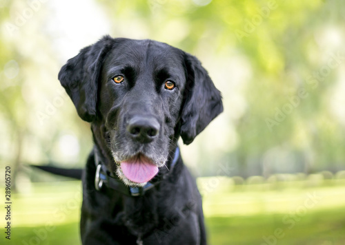 Close up of a black Labrador Retriever dog outdoors listening with a head tilt