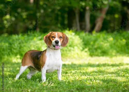 An alert tricolor Beagle dog standing outdoors