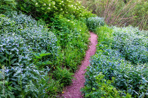 Fotografie Tall chiming bluebell flowers on Snowmass Lake hike trail along path in Colorado