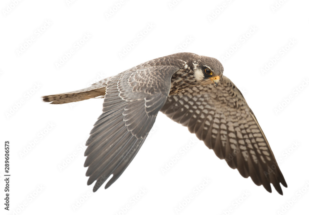 Fototapeta premium Amur Falcon is looking for food on a white background.