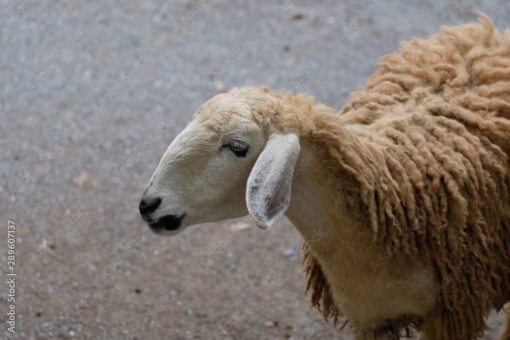 Portrait of a light brown sheep Portrait of a light brown sheep