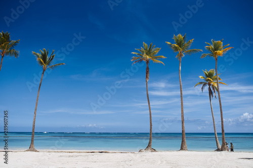 Fototapeta Naklejka Na Ścianę i Meble -  palm tree on the beach