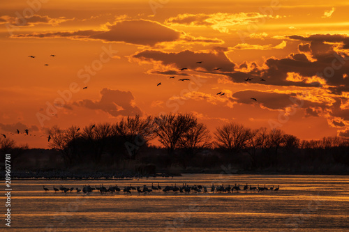 Vibrant orange sunset with sandhill cranes roosting in river