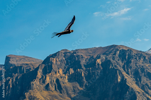 Wide angle view of an Andean Condor (Vultur gryphus) flying above the mountain peaks of the Colca Canyon, Arequipa, Peru.